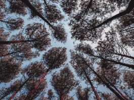 la-delincuencia-forestal-en-america-latina-y-el-caribe
