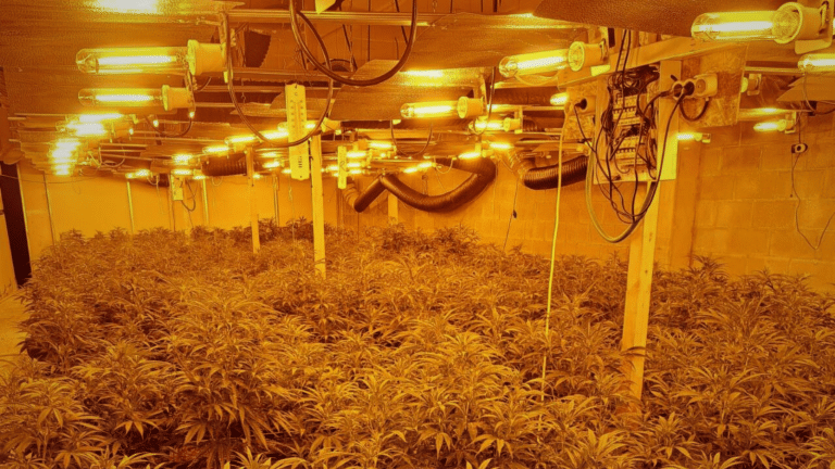 Los Mossos d’Esquadra desmantelan un grupo criminal albanés especializado en cultivo de marihuana