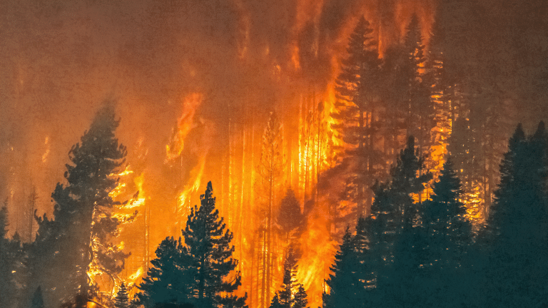 Los incendios forestales más devastadores de la historia reciente