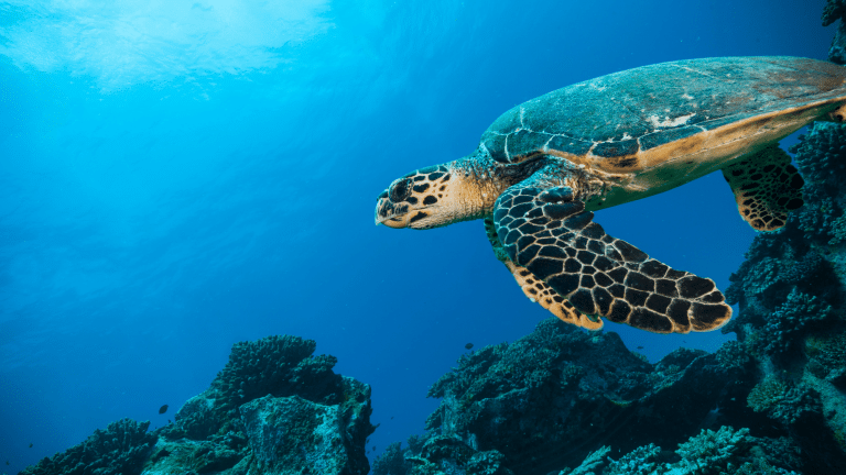 Entra en vigor el Tratado de Alta Mar